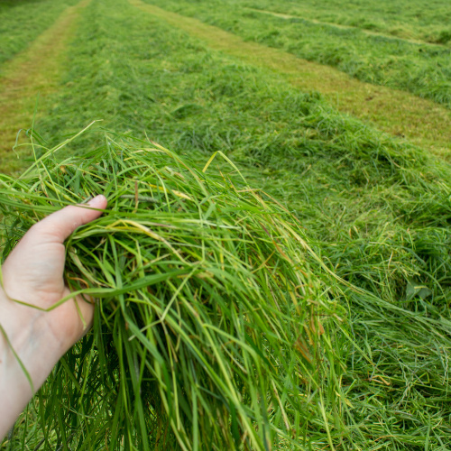 Silage Production